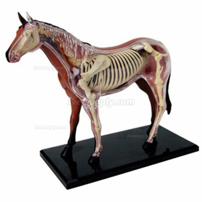 Horse Animal Organ Anatomy 4D Model Medical Teaching Animal Anatomical Models